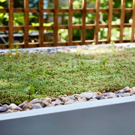 Close up shot of wooden cycle storage facility with sedum roofing outside